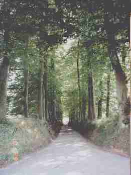 tussen Le Grand Quesnay en Le Petit Quesnay: twee berken(?)wallen waar we tussendoor fietsen